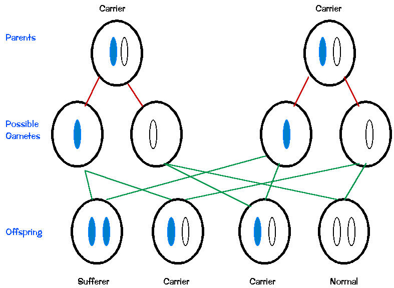 Diagram showing inheritance of PKU