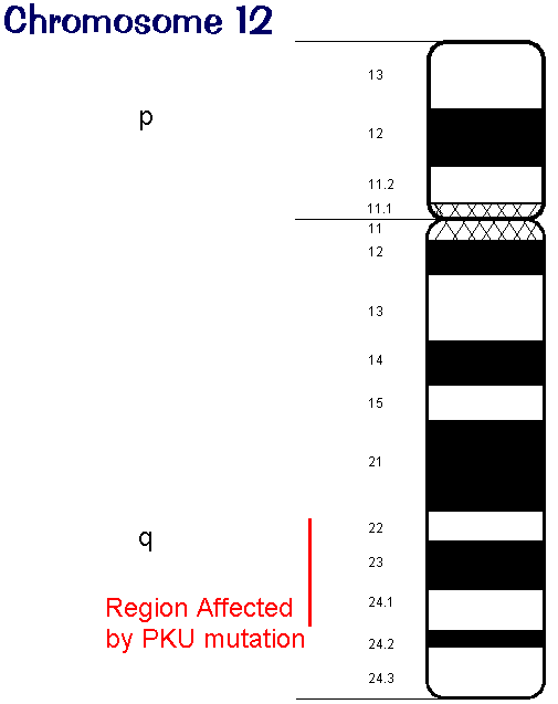 Diagram showing inheritance of PKU